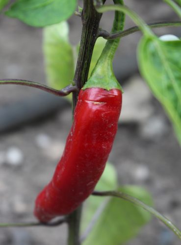 Schärfegrad ungewiss