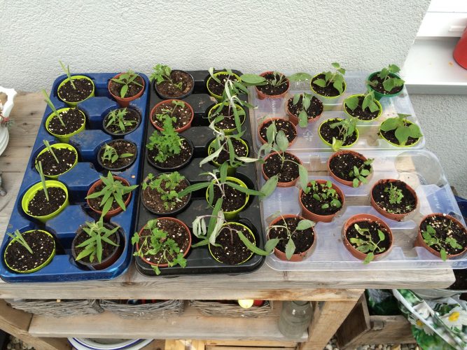 Gegen Nachwuchsprobleme